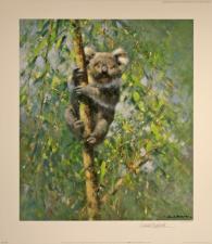 'Koala' 1997